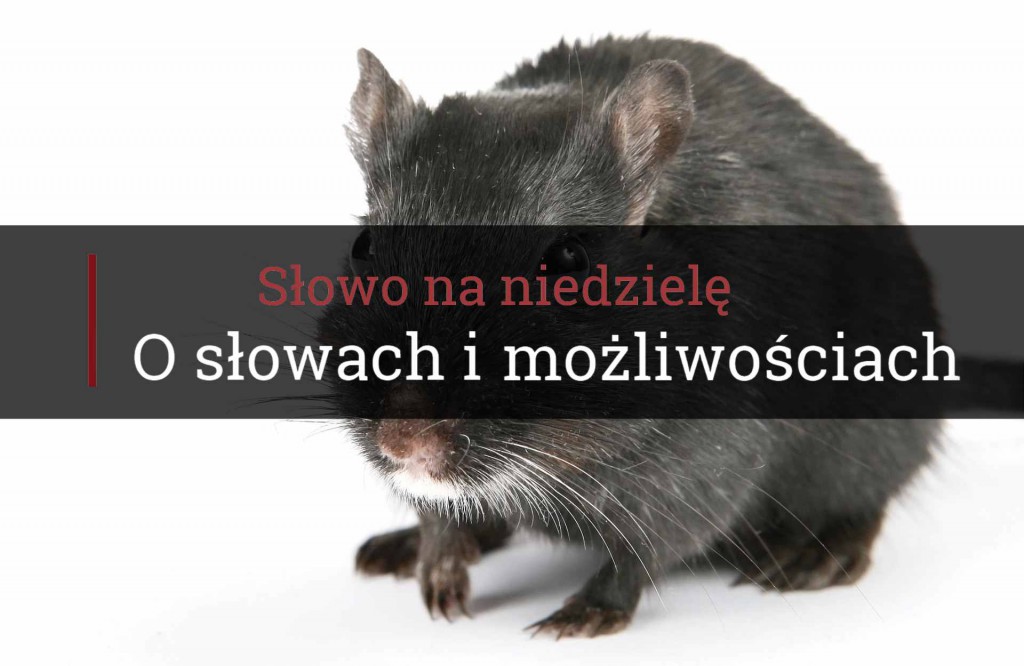 Słowo na niedzielę, o słowach i możliwościach